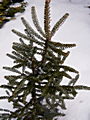 Abies koreana Silbersnow IMG_4696 Jodła koreańska